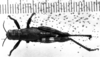 CollectionObject 1506663; a7f3b6c9-c9eb-437c-b5fd-e3e950006963: male, dorsal view (syntype). (CollectionObject).