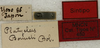 CollectionObject 1535969; 2e7f994d-7944-4afe-971e-93154869e6a2: labels (syntype). (CollectionObject).