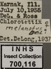 Other: !! display not done !! on Chlorotettix melanotus DeLong, 1916: Labels. (Observation).