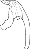 Aedeagus, lateral view on Fagocyba alnisuga Arzone, 1976: Aedeagus, lateral view. (Observation).