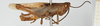 CollectionObject 1581308; 3ff11409-113d-4da5-98b0-d375de08ac4c, NHMUK10924573: male, lateral view (paratype). (CollectionObject).