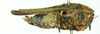 CollectionObject 1532636; 2ec43788-8715-41a9-b0fc-d8f6e2b7e8f2: female, lateral view (holotype). (CollectionObject).