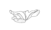 Ixalotettix compactus Amédégnato & Descamps, 1979: Fig. 50. endophallus, lateral view. (Otu).