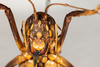 CollectionObject 1531305; a1cc15af-0db5-49c5-8bf9-5d9f54176488: female, anterior view (syntype). (CollectionObject).