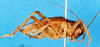 CollectionObject 1505171; b4db2125-5729-41a3-b86d-521fa11e5152, DORSA D014SF01: female, lateral view. (CollectionObject).