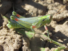 Hesperotettix viridis pratensis Scudder, 1897: male (5 miles south of Chadron, Nebraska, 24 June 2020). (Otu).