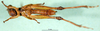 CollectionObject 1500926; 3f84403d-b358-40aa-bb0a-66df4dfc0dbf: male, ventral view (holotype). (CollectionObject).