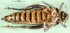 CollectionObject 1502760; 62b6f670-39bc-4415-93c0-fae69f173fbe: female, ventral view (allotype). (CollectionObject).