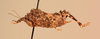 CollectionObject 1589499; 651f12bc-2123-4709-a04e-90765fbf35b2, MNHN-EO-CAELIF11362: female, lateral view (holotype). (CollectionObject).