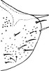 Pygofer, lateral view on Diomma (Diomma) ilsae (Jacobi, 1941): Pygofer, lateral view. (Observation).