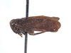 Habitus, lateral view on Docalidia krameri Nielson, 1979: (Observation).