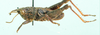 Swaziacris burtti Dirsh, 1953: male, lateral view. (Otu).