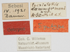 CollectionObject 1520943; fd562e39-dc19-4f9d-95ad-34ae6110674d: labels (syntype). (CollectionObject).