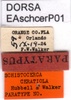 CollectionObject 1581356; e3a7950a-d723-40bf-a475-812891e9b0b0: labels (paratype). (CollectionObject).