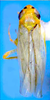 Habitus, dorsal view on Changwhania terauchii (Matsumura, 1915): Habitus (Sri Lanka). (Observation).