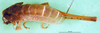 CollectionObject 1502049; 47764657-6124-4e7c-85c2-25e8ef7f07a0: male, dorsal view. (CollectionObject).