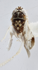 Habitus, dorsal view: !! display not done !! on Scaphytopius n. sp. 9: Scaphytopius Ball, 1931: (Observation).