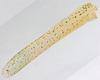 CollectionObject 1578246; b16d22ee-35eb-4b05-a3a3-6fd31896f523: male, left tegmen. (CollectionObject).