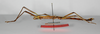 CollectionObject 1563531; 721f3aeb-3bd1-4676-92b6-58c3ddf65288: copyright ZMB, Berlin. male, lateral view (paratype). (CollectionObject).;CollectionObject 1563532; c4d71e26-ca3d-4e5a-9f3f-9e11b3c16dd5: copyright ZMB, Berlin. male, lateral view (paratype). (CollectionObject).