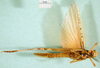 CollectionObject 1502152; 4257a9b8-6282-4edf-aea3-7cdf5d552462: male, ventral view, paralectotype. (CollectionObject).