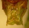 CollectionObject 1564957; b79ac086-7787-4239-8bbe-419223c201bb: male subgential plate (holotype). (CollectionObject).