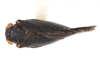 Habitus, dorsal view: (Observation).