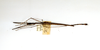CollectionObject 1558395; 9b431d1f-323c-431b-b82e-647074b776ce: copyright ETHZ. male, dorsal view of synonym Diardia relicta (paralectotype). (CollectionObject).