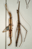 CollectionObject 1557387; 09d99d78-697b-43ba-95d4-10fbc3d9811f: copyright NMW, Vienna. female (syntypes). (CollectionObject).