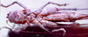 Eppioides malaya Hebard, 1922: female, ventral view. (Otu).