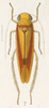 Habitus, dorsal view on Chinaia rubescens (Fowler, 1900): (Observation).
