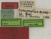 CollectionObject 1535099; 171967d3-fd2a-4d25-9a54-3bdb21eaa2b5: labels (holotype). (CollectionObject).