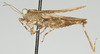 CollectionObject 1577236; 02d18c22-083e-488b-9ec0-62eba33c5530: male, lateral view (paratype). (CollectionObject).