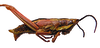 Cawendia glabrata Karsch, 1888: female, lateral view (unspecified type). (Otu).