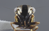 Head on Dilobopterus demissus (Fabricius, 1803): Head/Face. (Observation).