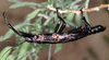 Dryococelus Gurney, 1947: copyright Paul D. Brock. male of Dryococelus australis [type species] - Ball's Pyramid stock, Melbourne Zoo culture, 2006. (Otu).