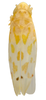 Habitus, dorsal view: Habitus (paratype, INHS collection). (Observation).