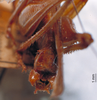 CollectionObject 1503254; MBBJ 3225968, c85066a5-e8d1-43b3-b059-2a18f8d37df3: male cerci. (CollectionObject).