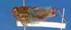 CollectionObject 1519544; f7a96b88-4388-42fd-96a0-1d60a9d927b6: female, lateral view (holotype). (CollectionObject).