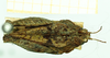 CollectionObject 1586374; 0a1bd9d7-fe77-4699-8f2d-ce7cd6fcee17: female, dorsal view. (CollectionObject).
