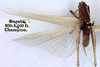 CollectionObject 1516817; bbe70e71-21d1-4679-8906-75ee74af3f70: female, dorsal view (holotype). (CollectionObject).