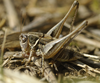 CollectionObject 1581691; 4b5a5f7c-f4fc-4a81-bc60-fa32107f2375: male. (CollectionObject).