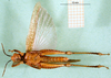 CollectionObject 1501598; 2808deb0-df36-48f0-93e1-8b7aa76e8d0a, DORSA BA000231S01: male, ventral view (holotyoe of Catantops villosus violaceipennis). (CollectionObject).