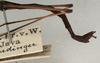 CollectionObject 1560896; 30a07e7a-6d1d-481f-91c6-dfa6fee7da9c: copyright NMW, Vienna. male: end of abdomen, lateral view of Parasipyloidea aenea (syntype). (CollectionObject).;CollectionObject 1560897; 08e1e8a5-99b5-4916-a1d5-bb0fe8858a76: copyright NMW, Vienna. male: end of abdomen, lateral view of Parasipyloidea aenea (syntype). (CollectionObject).