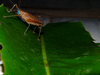 CollectionObject 1544610; ef5108b0-e192-452d-8d15-7777de863268: female, lateral view. (CollectionObject).