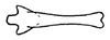 Connective on Chilenana chilena DeLong & Freytag, 1967: Male: connective, dorsal view. (Observation).