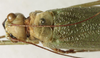 CollectionObject 1582529; 1a2b6839-ab98-4c14-81cd-21b02294dad4: female, dorsal view (syntype). (CollectionObject).