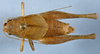 CollectionObject 2597139; CAS Entomology type 20238, f283e49f-8696-4ccd-bbed-8990df595dc2: male, dorsal view (holotype). (CollectionObject).