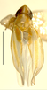 Habitus, dorsal view on Erythridula sagittata (Beamer, 1930): Habitus (holotype of E. jeanae Hepner, INHS collection). (Observation).