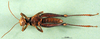 CollectionObject 1501277; cbc673ab-51ef-4bd0-903f-22c90b8675fb: male, ventral view (syntype). (CollectionObject).