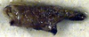 Metrioptera prenjica (Burr, 1899): male cercus (paralectotype). (Otu).